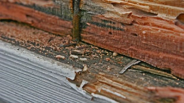 ilustrasi kayu rayap