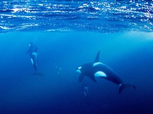 Cara Brutal Paus Pembunuh Mangsa Ikan Terbesar di Laut
