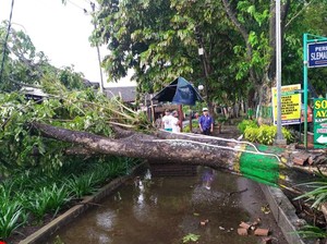 Belasan Pohon Tumbang di Sleman: Timpa Rumah dan Tutup Jalan