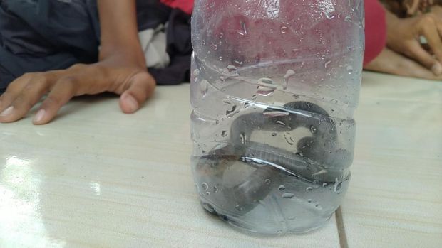 1 Anak Kobra Kembali Ditemukan di Perum Citayam, Total Sudah 34 Ular
