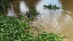 Ribuan Kilo Eceng Gondok di Sungai Cimanuk Dibersihkan