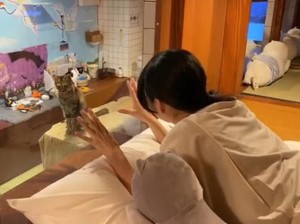 Yang Baru di Jepang: Hotel Kapsul Kucing
