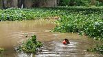 Ribuan Kilo Eceng Gondok di Sungai Cimanuk Dibersihkan
