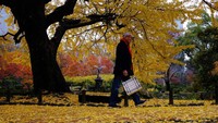Seorang warga berjalan di pedestrian yang dipenuhi hamparan daun yang menguning di Hibiya Park.