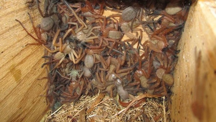 Koloni laba-laba pemburu Australia (Bush Heritage Australia) Koloni laba-laba pemburu Australia (Bush Heritage Australia)