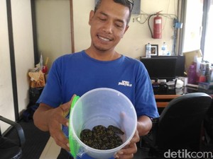 Puluhan Piton Keliaran di Balkot Solo: Butuh Pawang, Pak Rudy?
