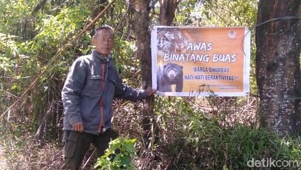 Rusak Habitat Harimau di Pagaralam, 3 Warga Tewas Diterkam