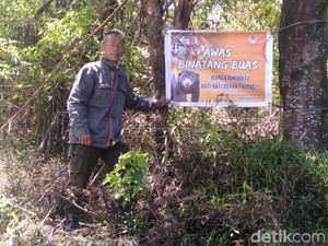BKSDA Sebut Harimau Sudah Jauhi Pagaralam, Imbau Wisawatan Tak Perlu Panik