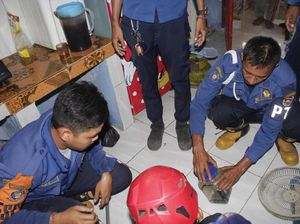 Ngeri! 13 Ekor Anak Kobra Bersarang di Rumah Warga Purwakarta
