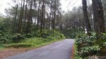 Potret Hutan Pinus Puncak Jahim, Segar dan Cantik!