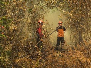 Indonesia Rugi Lebih dari Rp 72 Triliun Akibat Kebakaran Hutan 2019