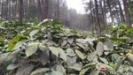 Potret Hutan Pinus Puncak Jahim, Segar dan Cantik!