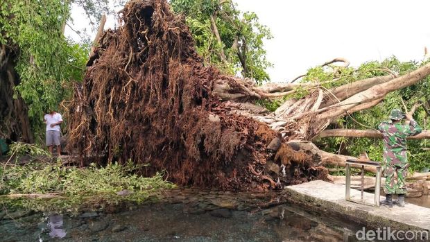 Pohon tumbang di Umbul Manten Klaten akibat lisus.