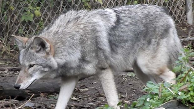 Chimera Dan 18 Hewan Kawin Silang Beda Spesies Yang Berhasil