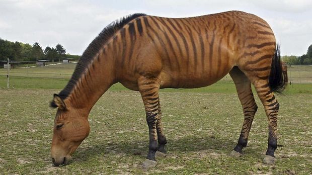 Chimera Dan 18 Hewan Kawin Silang Beda Spesies Yang Berhasil