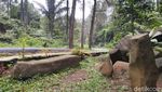 Potret Hutan Pinus Puncak Jahim, Segar dan Cantik!