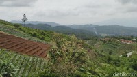 Selain Puncak Jahim, wisatawan juga bisa menikmati keindahan perkebunan di Sukamantri. Mengingat daerah ini merupakan salah satu daerah agribisnis di Kabupaten Ciamis. (Dadang Hermansyah /detikcom)