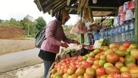 Terdapat berbagai jenis sayuran yang ditanam seperti tomat, cabai, kol, bawang dan lainnya. Jadi untuk oleh-olehnya, wisatawan bisa membeli sayuran langsung dari kebunnya. (Dadang Hermansyah /detikcom)