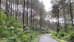 Potret Hutan Pinus Puncak Jahim, Segar dan Cantik!