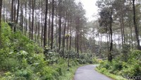 Keindahan alam Hutan Pinus di Puncak Jahim, Kabupaten Ciamis, menjadi salah satu lokasi yang wajib dikunjungi. Tempat ini menjadi favorit warga untuk beristirahat selepas perjalanan jauh. (Dadang Hermansyah /detikcom)