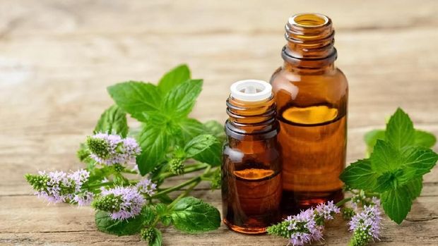 Peppermint essential oil and fresh peppermint flowers on the wooden board