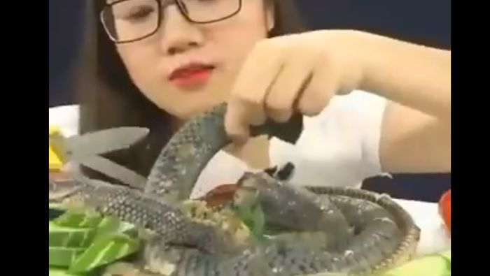 makan ular kobra makan ular kobra