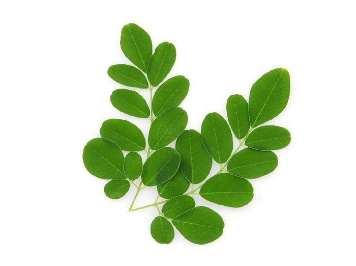 Foto: istock/10 Manfaat Daun Kelor, dari Cegah Penuaan Dini hingga Atasi Jerawat