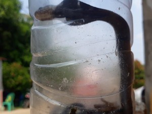Kucing Warga Citayam Village Mati Digigit Ular Kobra