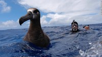 Perenang itu bernama Ben Lecomte. Pada bulan Juni, ia berangkat dengan kapal dari Hawaii dan berenang selama 80 hari hingga melalui area sampah laut terbesar di dunia (Foto: CNN)