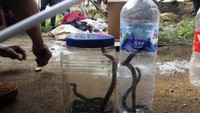 Belasan anak kobra yang bersarang di rumah warga berhasil dievakuasi Animal Rescue Damkar Purwakarta. Pool/Diskar PB Kabupaten Purwakarta.