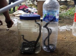Habitat Rusak Diduga Faktor Kobra Lahirkan 13 Anak di Rumah Warga