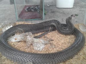 Kobra Muncul di Gunungkidul, Nyusup Kamar Bayi dan Bikin Warga Ngungsi