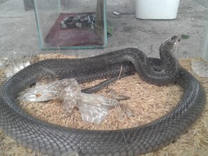Kobra Muncul di Gunungkidul, Nyusup Kamar Bayi dan Bikin Warga Ngungsi