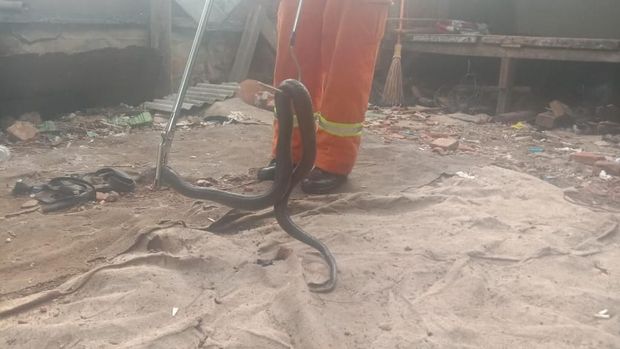 Penemuan ular kobra di Bekasi (dok. Istimewa)