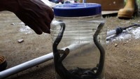 Regu Animal Rescue Damkar Purwakarta berhasil mengevakuasi sekumpulan anakan kobra itu, lalu dimasukkan ke dalam botol dan stoples plastik. Pool/Diskar PB Kabupaten Purwakarta.