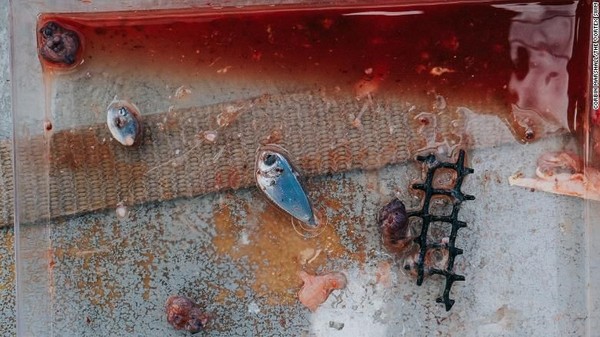Tim Lecomte juga mencari kandungan plastik di dalam ikan. Setiap kali menangkap satu ikan, mereka memeriksa isi ususnya dan mengambil sampel daging, sebelum memasak dan memakannya. Mereka menemukan ikan kecil, bagian cumi-cumi dan sepotong vexar, plastik yang biasa digunakan oleh industri pertanian kerang (Foto: CNN) Tim Lecomte juga mencari kandungan plastik di dalam ikan. Setiap kali menangkap satu ikan, mereka memeriksa isi ususnya dan mengambil sampel daging, sebelum memasak dan memakannya. Mereka menemukan ikan kecil, bagian cumi-cumi dan sepotong vexar, plastik yang biasa digunakan oleh industri pertanian kerang (Foto: CNN)