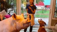 Cinta dengan lingkungan dan hewan, intip pose Greta saat bersantai ditemani muffin cokelat. Dengan anjing dan babi lucu yang menjadi teman mainnya. Foto: Instagram @gretathunberg