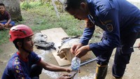 Sebanyak 13 anak kobra itu memiliki panjang 20-30 sentimeter dan diameter tubuh seukuran jari kelingking orang dewasa. Pool/Diskar PB Kabupaten Purwakarta.