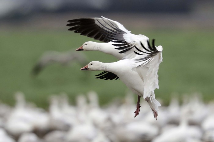 A pair of snow geese land among thousands of others on a farm field at their winter grounds Friday, Dec. 13, 2019, in the Skagit Valley near Conway, Wash. More than 50,000 of the birds flock annually to the valley, after migrating from the Arctic tundra. The birds are up to 33 inches tall with a wingspan of over four feet. (AP Photo/Elaine Thompson)