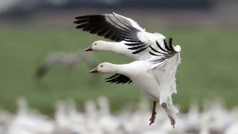 Melihat Puluhan Ribu Angsa Berkumpul di Lembah Skagit A pair of snow geese land among thousands of others on a farm field at their winter grounds Friday, Dec. 13, 2019, in the Skagit Valley near Conway, Wash. More than 50,000 of the birds flock annually to the valley, after migrating from the Arctic tundra. The birds are up to 33 inches tall with a wingspan of over four feet. (AP Photo/Elaine Thompson)