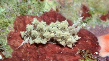Spesies siput baru ini hanya diketahui dari Kepulauan Marshall dan Indonesia. Foto: Bored Panda