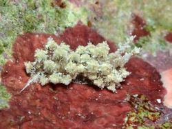 Hewan Spesies Baru yang Ditemukan Sepanjang 2019