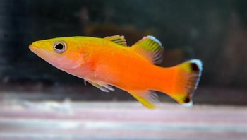 Liopropoma Incandescens adalah spesies baru ikan basslet. Foto: Bored Panda