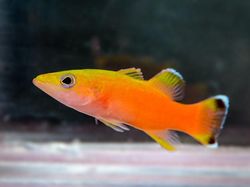 Hewan Spesies Baru yang Ditemukan Sepanjang 2019