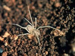 Hewan Spesies Baru yang Ditemukan Sepanjang 2019