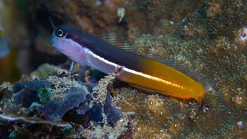 Ecsenius springeri adalah spesies baru blenny. Foto: Bored Panda