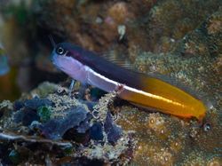 Hewan Spesies Baru yang Ditemukan Sepanjang 2019