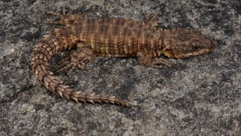 Cordylus phonolithos adalah spesies baru kadal berkerudung dari Angola barat daya. Foto: Bored Panda 