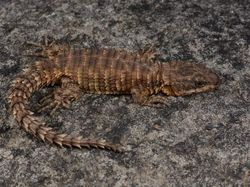 Hewan Spesies Baru yang Ditemukan Sepanjang 2019