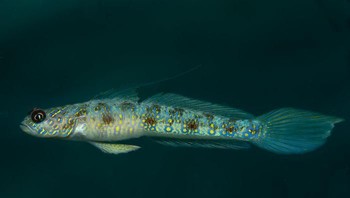 Vanderhorstia dawnarnallae adalah spesies baru udang goby yang baru-baru ini ditemukan di Papua Barat. Foto: Bored Panda